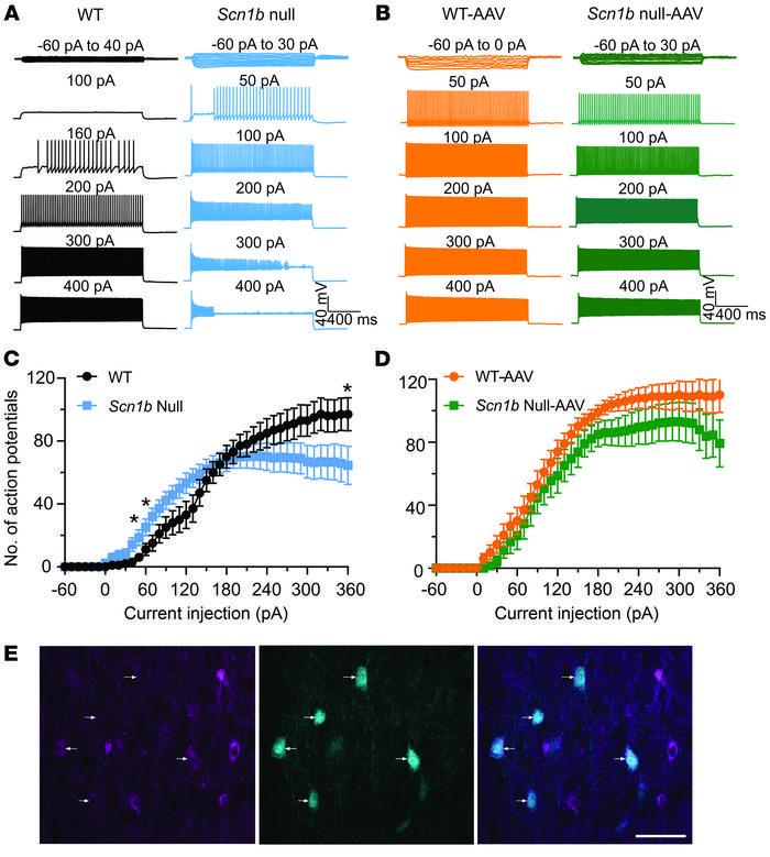 AAV-Navβ1 restores Scn1b-null PV+ interneuron excitability.
(A) Represen...