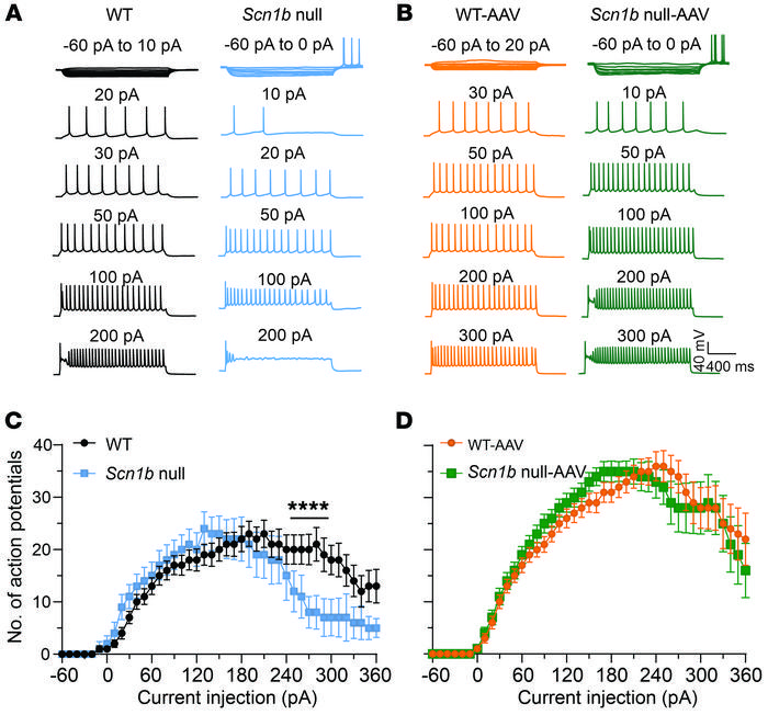 AAV-Navβ1 restores Scn1b-null pyramidal neuron excitability.
(A) Represe...