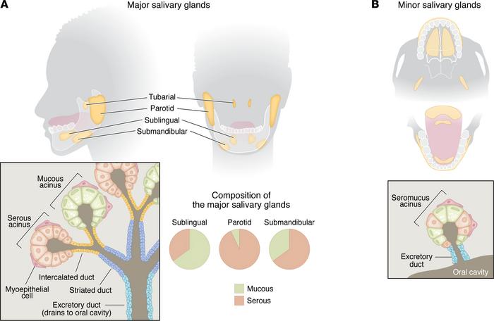 Salivary gland anatomy.
(A) Location of major salivary glands (yellow) i...