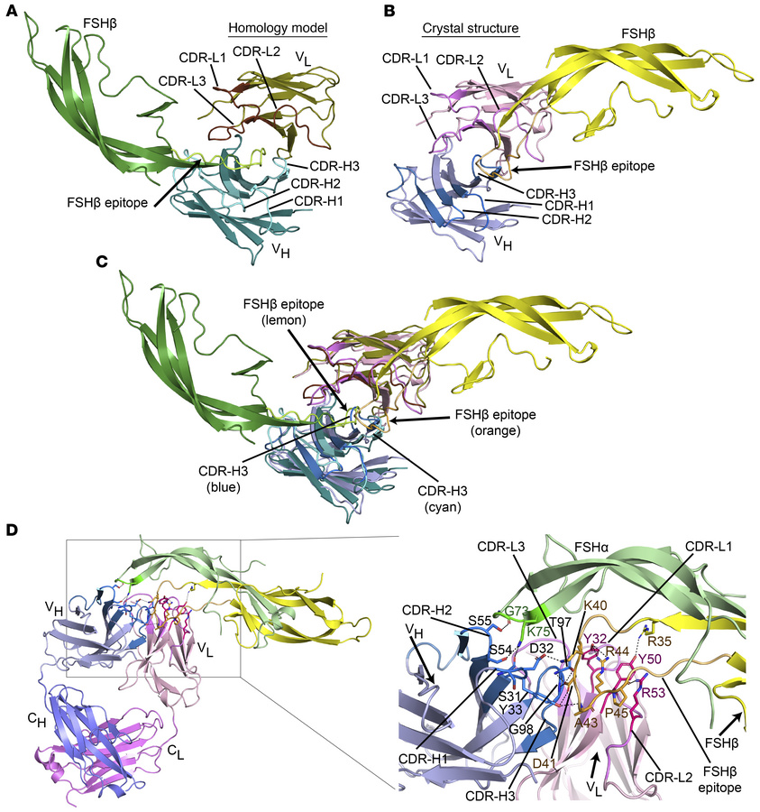 X-ray crystal structure of the Fab domain of MS-Hu6 and docked complex w...