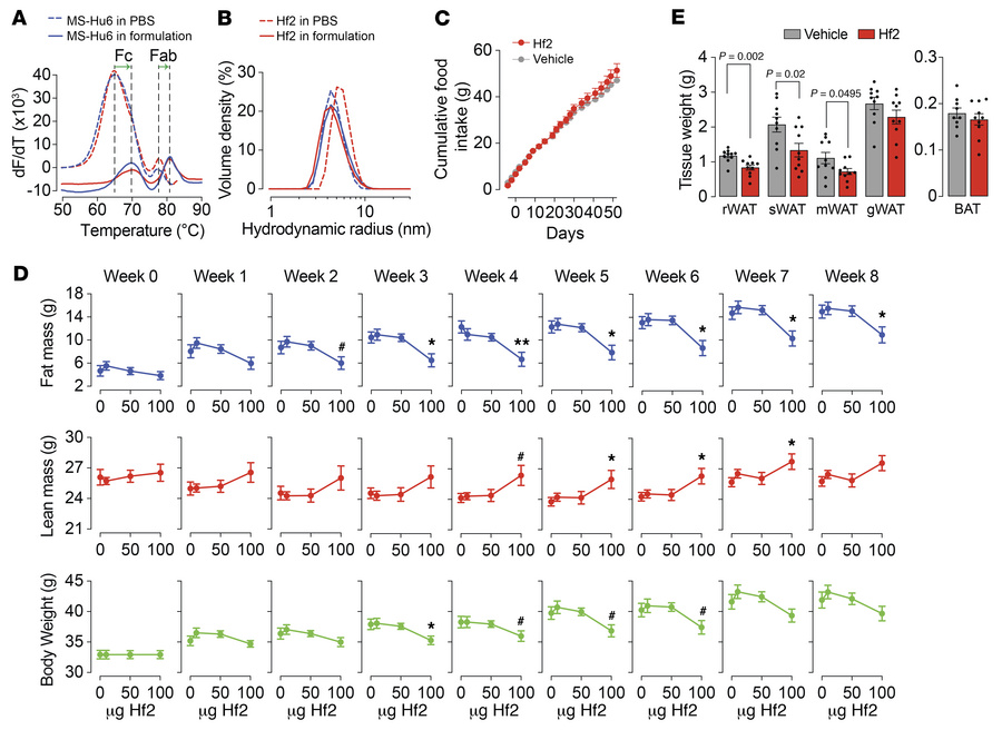 Therapeutic formulation of Hf2 prevents fat mass accrual and weight gain...