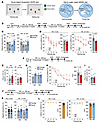 Hf2 protects against domain-specific and time-dependent memory loss in AD-p