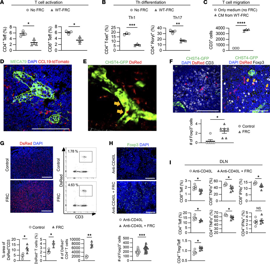 Jci Node Testing JCI - CXCL12+ fibroblastic reticular cells in lymph nodes facilitate ...