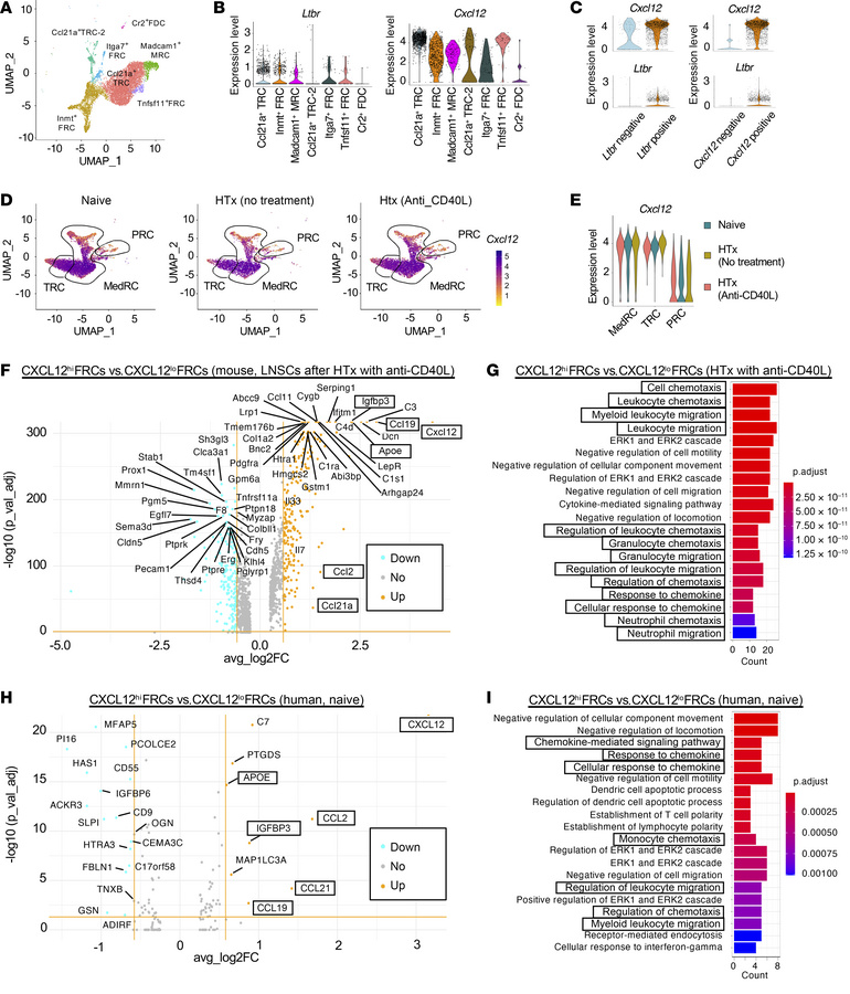 CXCL12hi FRC subsets enriched for genes for T cell migration.
(A) Unsupe...