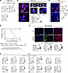 Ablation of CXCL12 of FRCs abrogates anti-CD40L mediated transplant toleran