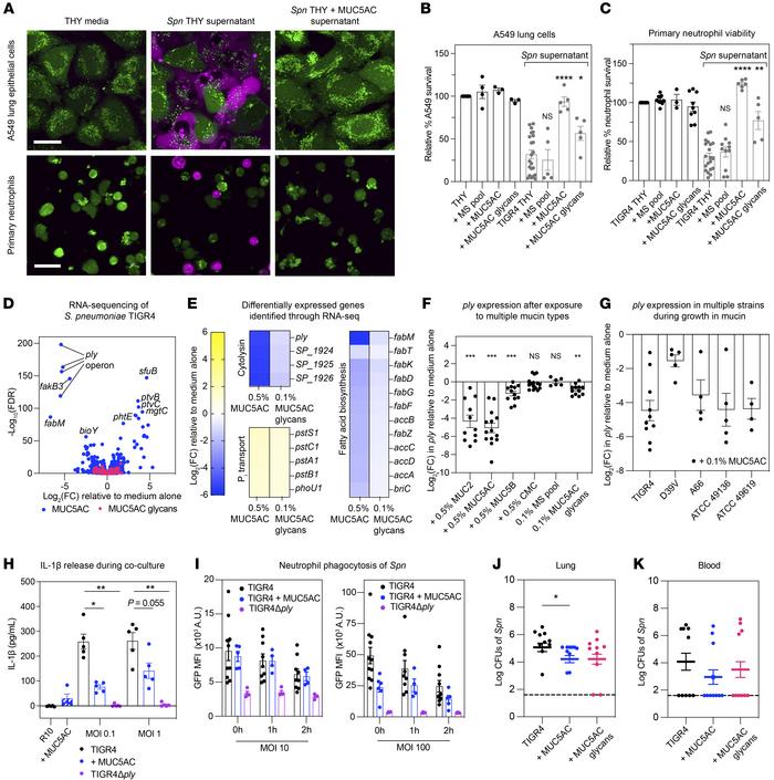 Mucins temper PLY expression to protect host cells, modulate immune resp...