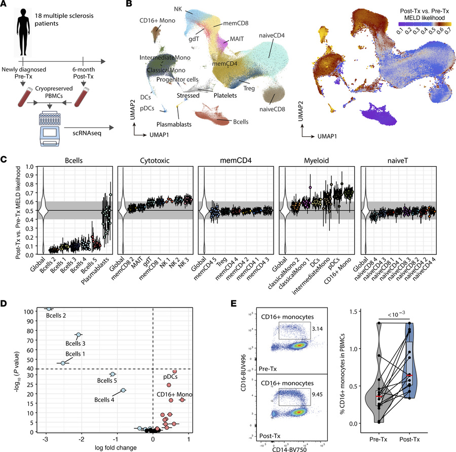 Increased CD16+ monocyte abundance after anti-CD20 treatment.
(A) experi...
