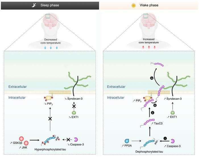 Proposed mechanism to elucidate the regulatory effect of BT on tau secre...