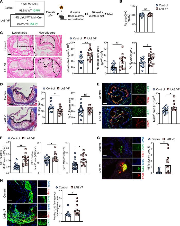 Accelerated atherogenesis and plaque instability in LAB Jak2VF CH mice.
...