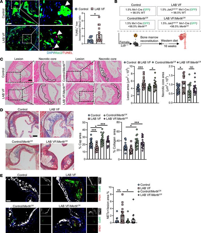 Presence of MertkCR cells alleviates plaque necrosis in LAB mice.
(A) St...