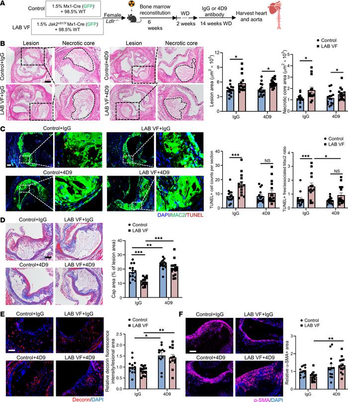 The TREM2 activating antibody 4D9 enhances plaque stability by increasin...