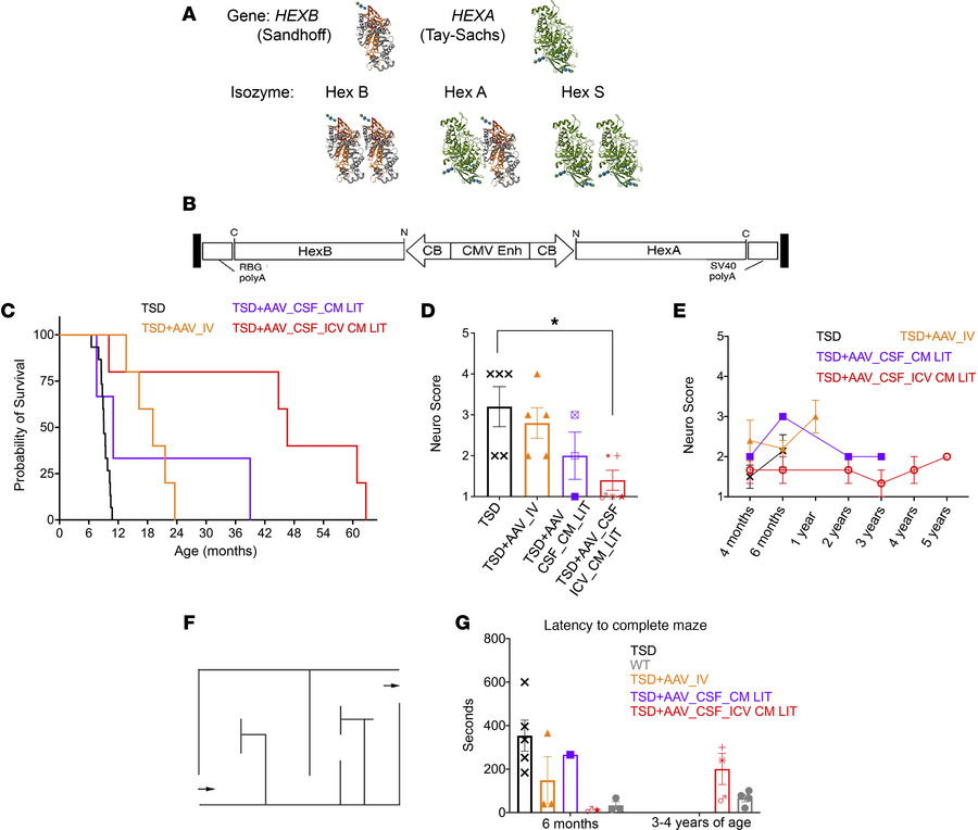 Hexosaminidase structure, AAV design, and improved survival and neurolog...