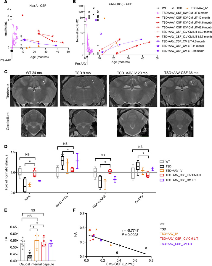 Noninvasive monitoring of bicistronic AAV9-treated TSD sheep.
(A and B) ...
