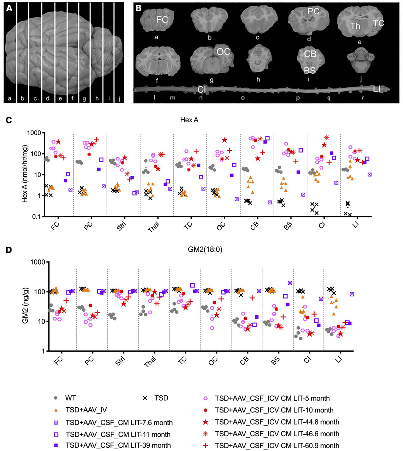 HexA activity and GM2 ganglioside levels in CNS after bicistronic AAV ad...