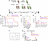 Hexosaminidase structure, AAV design, and improved survival and neurologica