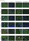 Immunofluorescence evaluation of neurons and oligodendrocytes in sheep CNS