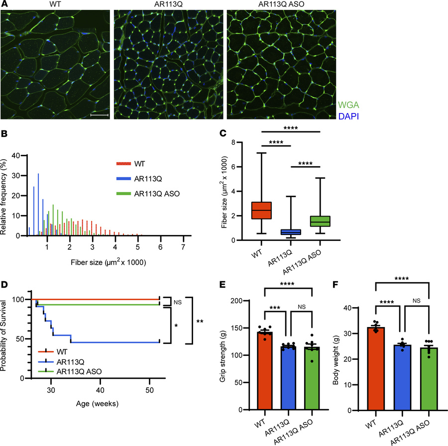 Peripheral ASO administration from 26 to 52 weeks rescues survival and a...