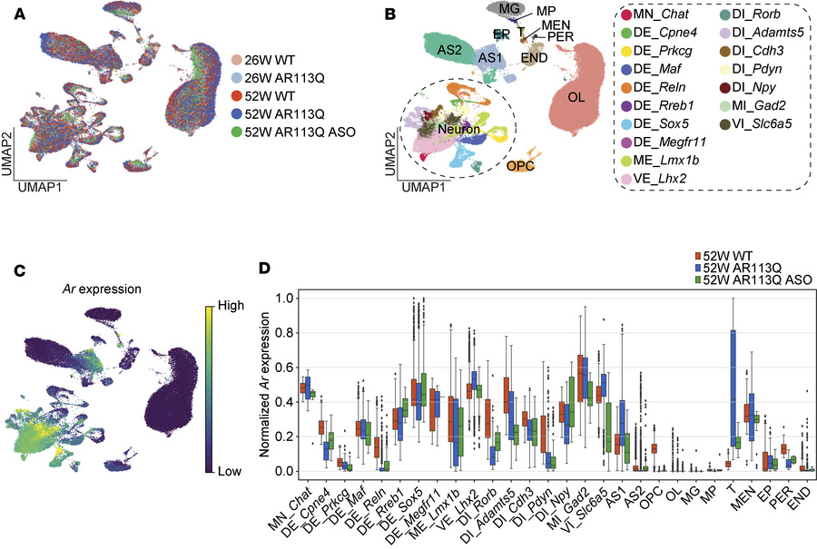 Single-nucleus RNA sequencing of AR113Q lumbar cord.
(A and B) UMAP embe...