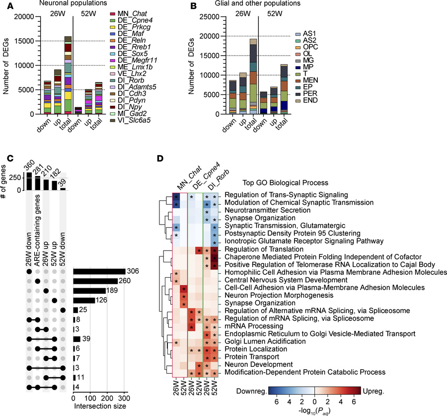 Temporal-specific transcriptional dysregulation in AR113Q spinal cord ce...