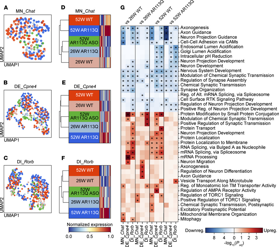Effect of peripheral AR-targeted ASO injection on spinal cord cell types...