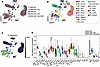 Single-nucleus RNA sequencing of AR113Q lumbar cord.