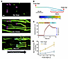Airflow-mediated mucus transport across HBE cells.