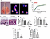 GLT-mediated mucus clearance in mice and ferrets.