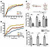 Effects of body orientation on airflow-mediated mucus transport.