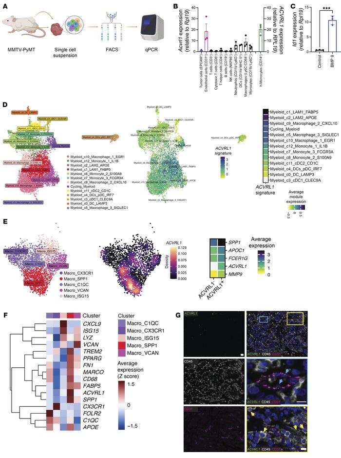 Murine and human macrophages express Acvrl1/ACVRL1.
(A and B) Study desi...