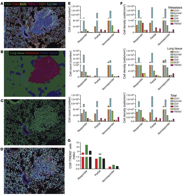 Vascular immune features reflect differential response to antiangiogenic...