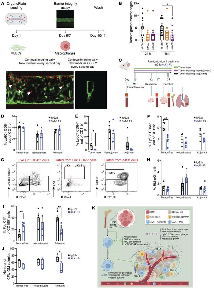 ALK1 affects the HPC niche in the BM.
(A) Experimental design based on t...