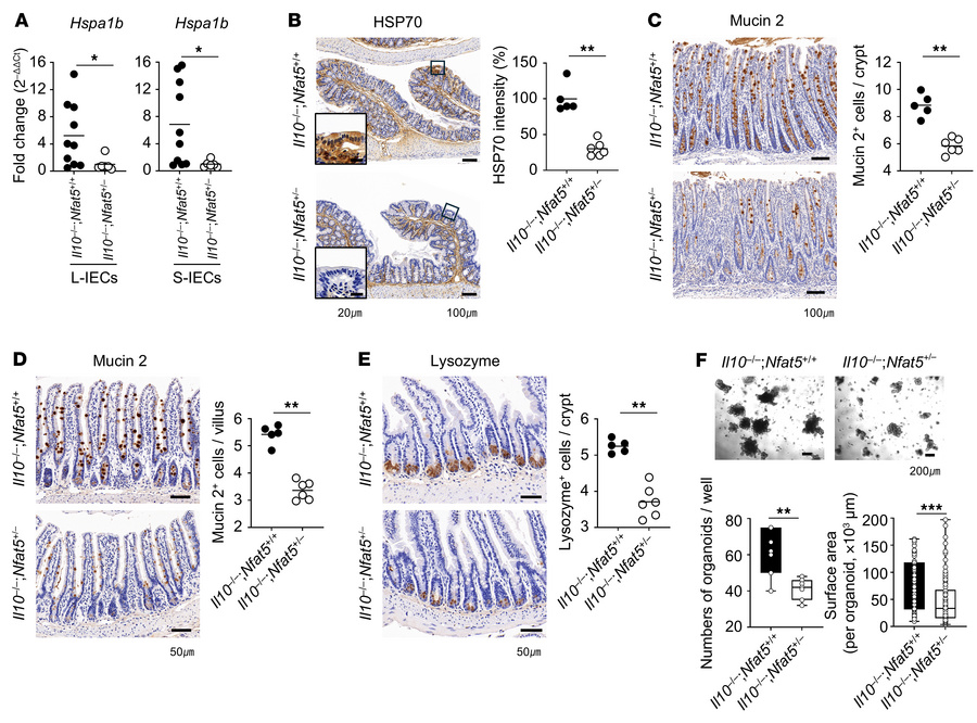 NFAT5 deficiency exacerbates spontaneous colitis in Il10-deficient mice ...