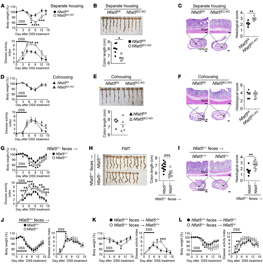 Fecal microbiota are indispensable for driving the progression of coliti...