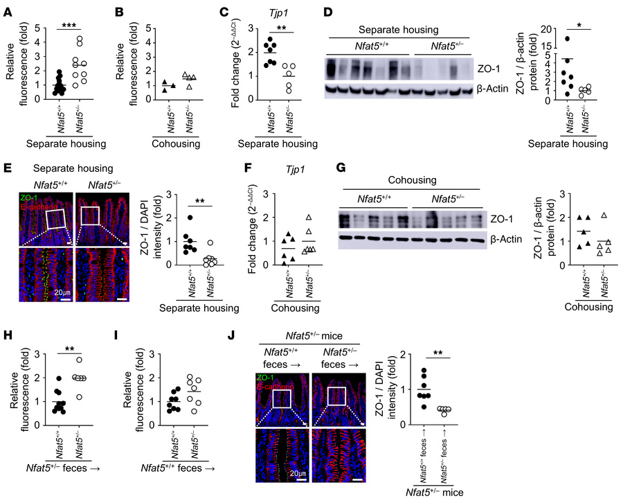 Gut permeability and the expression of tight-junction molecules are modu...