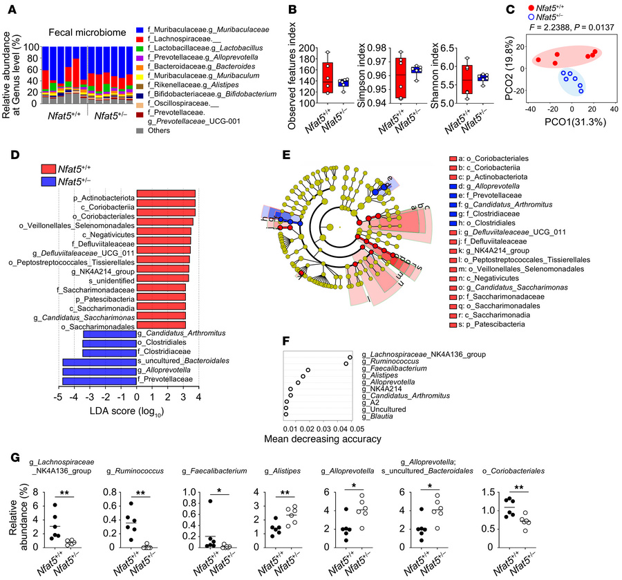 NFAT5 deficiency alters the gut microbiome.
(A–F) The fecal microbiome o...