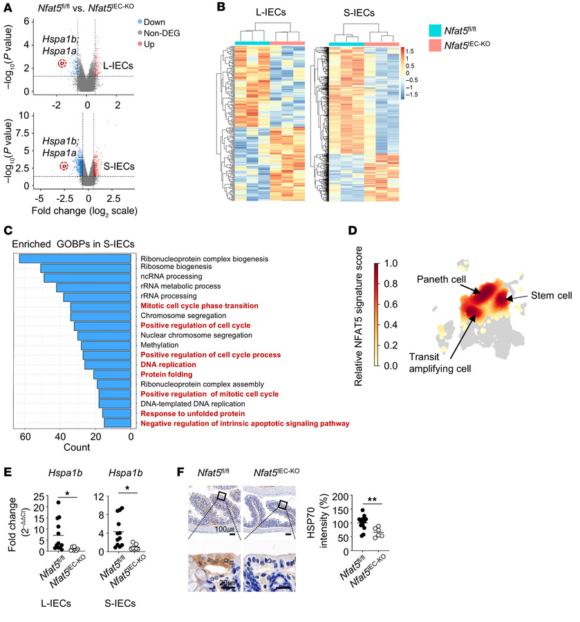 The NFAT5/HSP70 axis mediates the survival and proliferation of IECs.
(A...