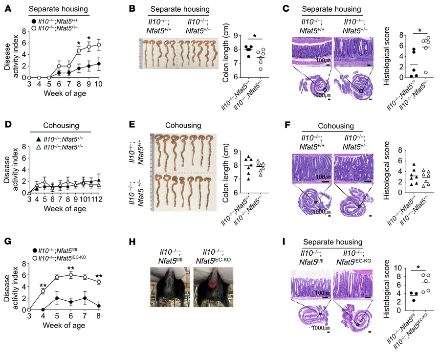 NFAT5 protects Il10-deficient mice from spontaneous colitis.
(A–F) Il10–...