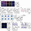NFAT5 promotes the proliferation and survival of IECs.