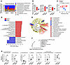 NFAT5 deficiency alters the gut microbiome.