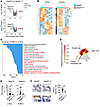 The NFAT5/HSP70 axis mediates the survival and proliferation of IECs.