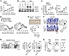 The NFAT5/HSP70 axis prevents DSS-induced colitis in mice.