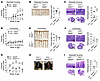 NFAT5 protects Il10-deficient mice from spontaneous colitis.