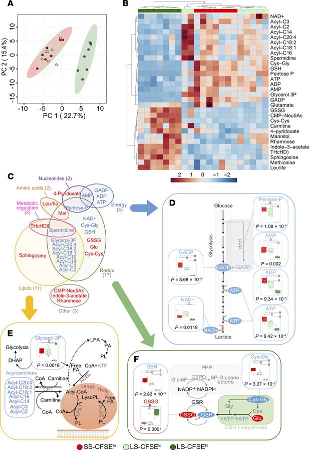 Metabolomics identifies subset-specific alterations in the metabolism of...