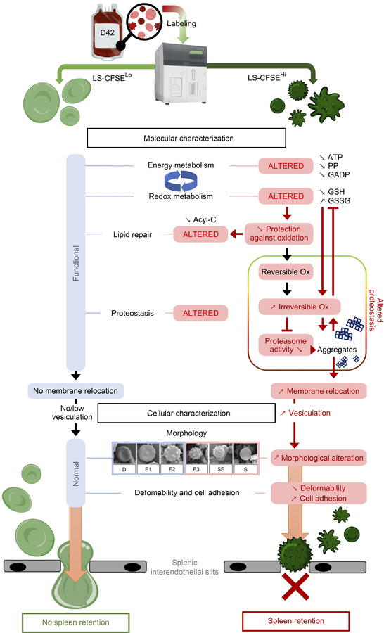 A proposed model to illustrate the main alterations affecting each RBC s...