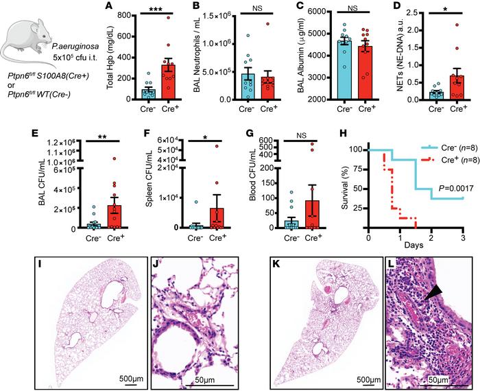 Shp1 deletion in neutrophils leads to a disorganized innate immune respo...