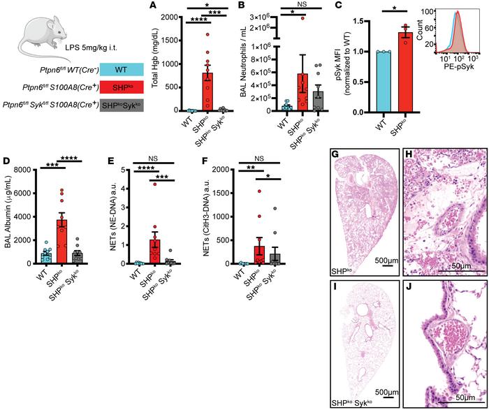 Lung injury from neutrophil Shp1 deletion is dependent on Syk kinase sig...