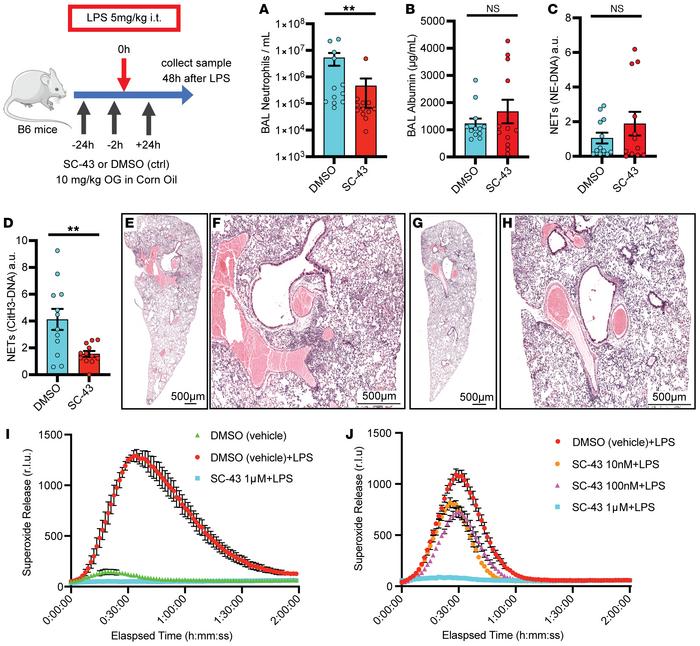 Shp1 activation with SC43 reduces inflammation in LPS-induced lung injur...