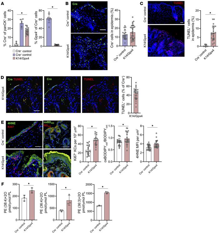Gpx4 depletion in K14+ epidermal KCs of K14/Gpx4 mice triggers their fer...