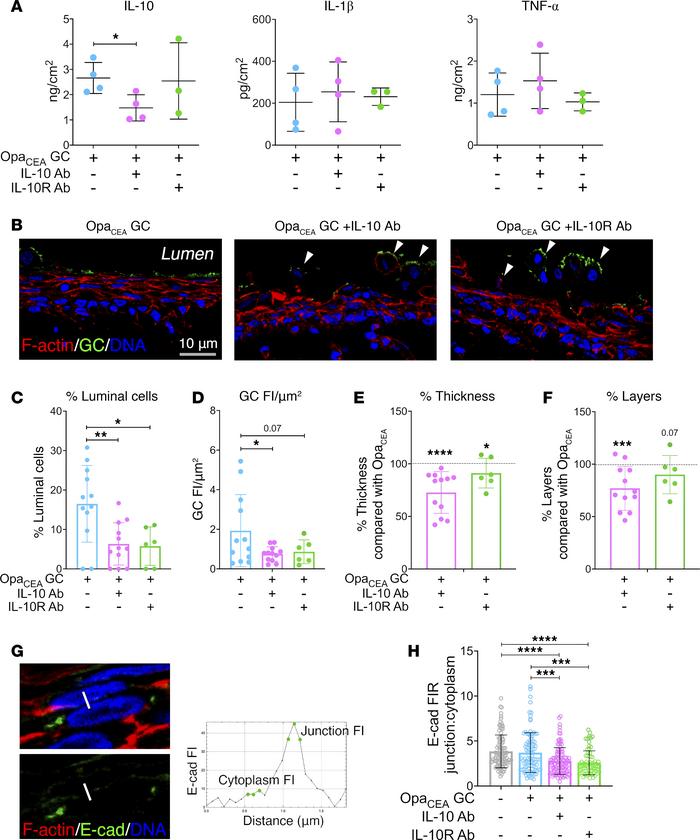 IL-10 neutralization and IL-10 receptor–blocking antibodies reduce GC co...