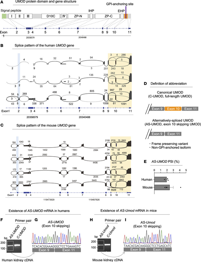 Identification of AS-UMOD.
(A) The upper panel shows the primary structu...